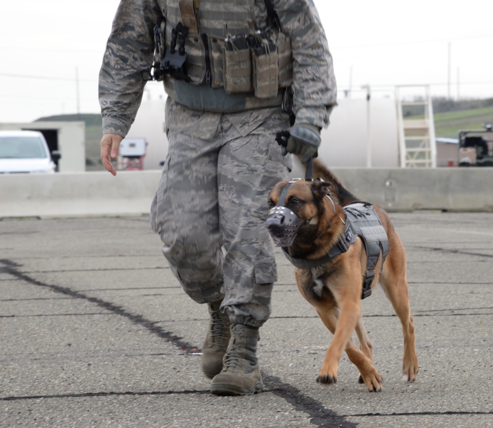 Beni, 60th SFS MWD, saunters away from the CHP helicopter Jan. 11 at Travis during his training. The goal of the training was to see how the MWDs react to the noise, vibrations and motions of flying in a helicopter for the first time.  (U.S. Air Force photo by Airman 1st Class Amber Carter)