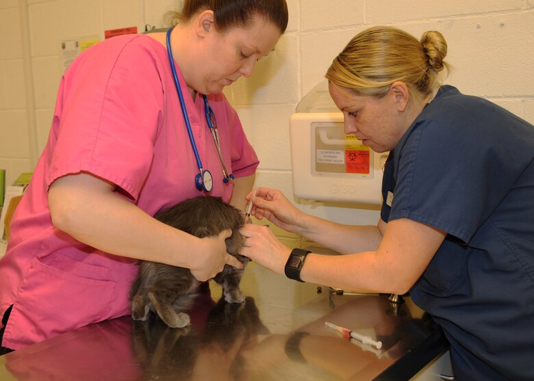 Kim Miller, Ellsworth Veterinary Treatment Facility technician, left, and Army Capt. Katherine Scott, Ellsworth VTF officer-in-charge, administer a vaccination to Gizmo, a 3-month-old kitten, during a wellness checkup at the VTF at Ellsworth Air Force Base, S.D., Jan. 12, 2016. Many of the vaccinations the VTF provides contribute to the health and wellness of the furry friends at Ellsworth. (U.S. Air Force photo by Airman 1st Class Denise M. Nevins/Released)