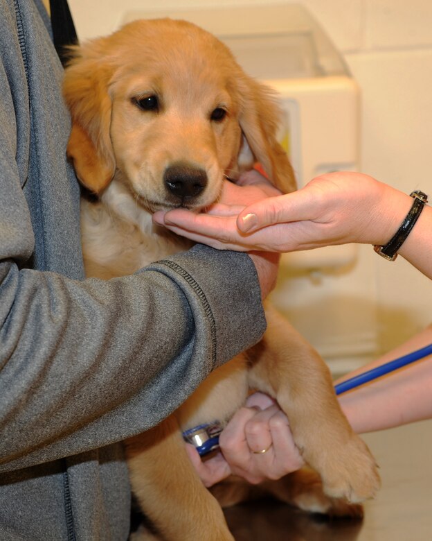 Leia, a 12-week-old golden retriever puppy, has her vitals taken during a wellness checkup at the Ellsworth Veterinary Treatment Facility at Ellsworth Air Force Base, S.D., Jan. 12, 2016. The VTF provides many services, including x-rays and dental treatments, for the military working dogs and privately owned pets at Ellsworth. (U.S. Air Force photo by Airman 1st Class Denise M. Nevins/Released)