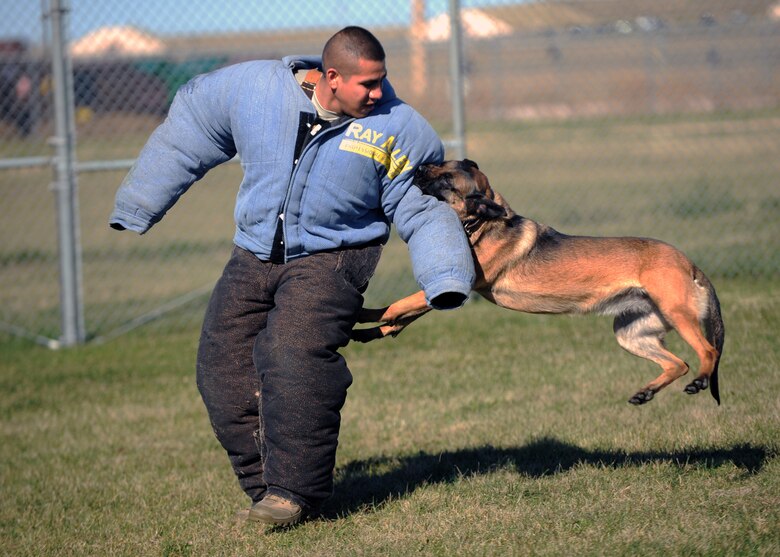 Anita, 28th Security Forces Squadron military working dog, bites Staff Sgt. Michael Gwin, 28th SFS MWD handler, during control aggression training at Ellsworth Air Force Base, S.D., Oct. 15, 2015. In addition to ensuring the overall health of the MWDs, the Ellsworth Veterinary Treatment Facility also helps deployment readiness by providing needed vaccines and treatments. (U.S. Air Force photo by Airman Sadie Colbert/Released)