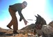 Staff Sgt. Brandon Potts, 28th Security Forces Squadron military working dog handler, throws a toy to Tali, 28th SFS MWD, during a training exercise at Ellsworth Air Force Base, S.D., Oct. 15, 2015. The Ellsworth Veterinary Treatment Facility’s mission is to provide annual examinations and vaccinations to ensure the MWDs are fit to do their duty every day. (U.S. Air Force photo by Airman Sadie Colbert/Released)