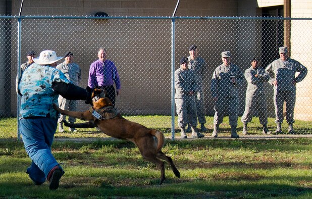 Arko attacks a simulated assailant during a 96th Security Forces Squadron K-9 demonstration for the Commander-In-Chief’s Installation Excellence Award evaluation team Jan. 15 at Eglin Air Force Base, Fla.  The team visited many of the base’s support units and areas on the second and final day of their tour.  (U.S. Air Force photo/Samuel King Jr.)