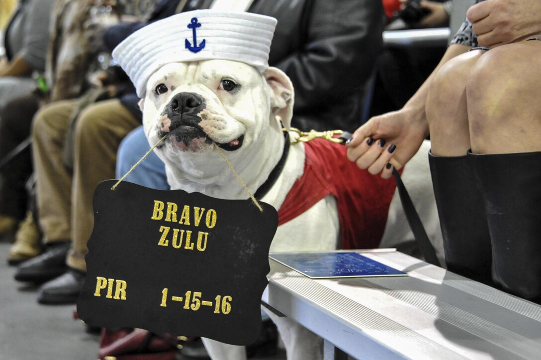 Cano, a 4-year-old American bulldog, watches a pass-in-review ceremony on the U.S. Navy Recruit Training Command in Great Lakes, Ill., Jan. 15, 2016. Also a service dog, Cano holds a "Bravo Zulu" sign, a naval signal for "well done." U.S. Navy photo by Sue Krawczyk