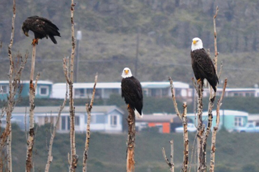 Eagle Watch 2014 at The Dalles Lock and Dam