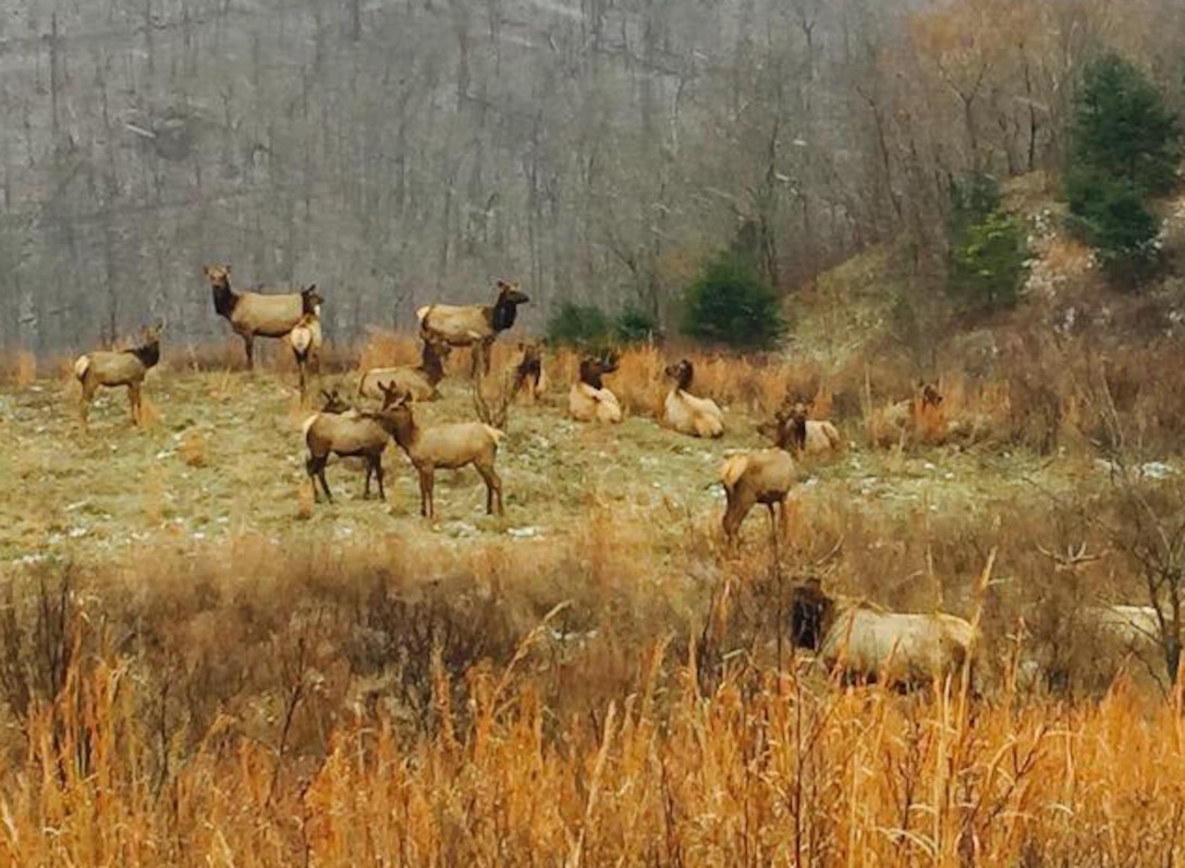 Fishtrap Lake Wildlife Area (Kentucky Department of Fish and Wildlife or KYF&W) began an Elk Restoration Program in 2009 at Fishtrap Lake.

The Program began on the 15,000 acre Area in 2009 with an initial release of 13 Elk relocated from other areas of Kentucky.
