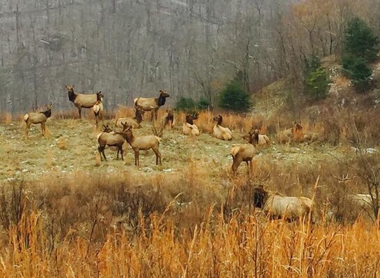 Fishtrap Lake Wildlife Area (Kentucky Department of Fish and Wildlife or KYF&W) began an Elk Restoration Program in 2009 at Fishtrap Lake.

The Program began on the 15,000 acre Area in 2009 with an initial release of 13 Elk relocated from other areas of Kentucky.
