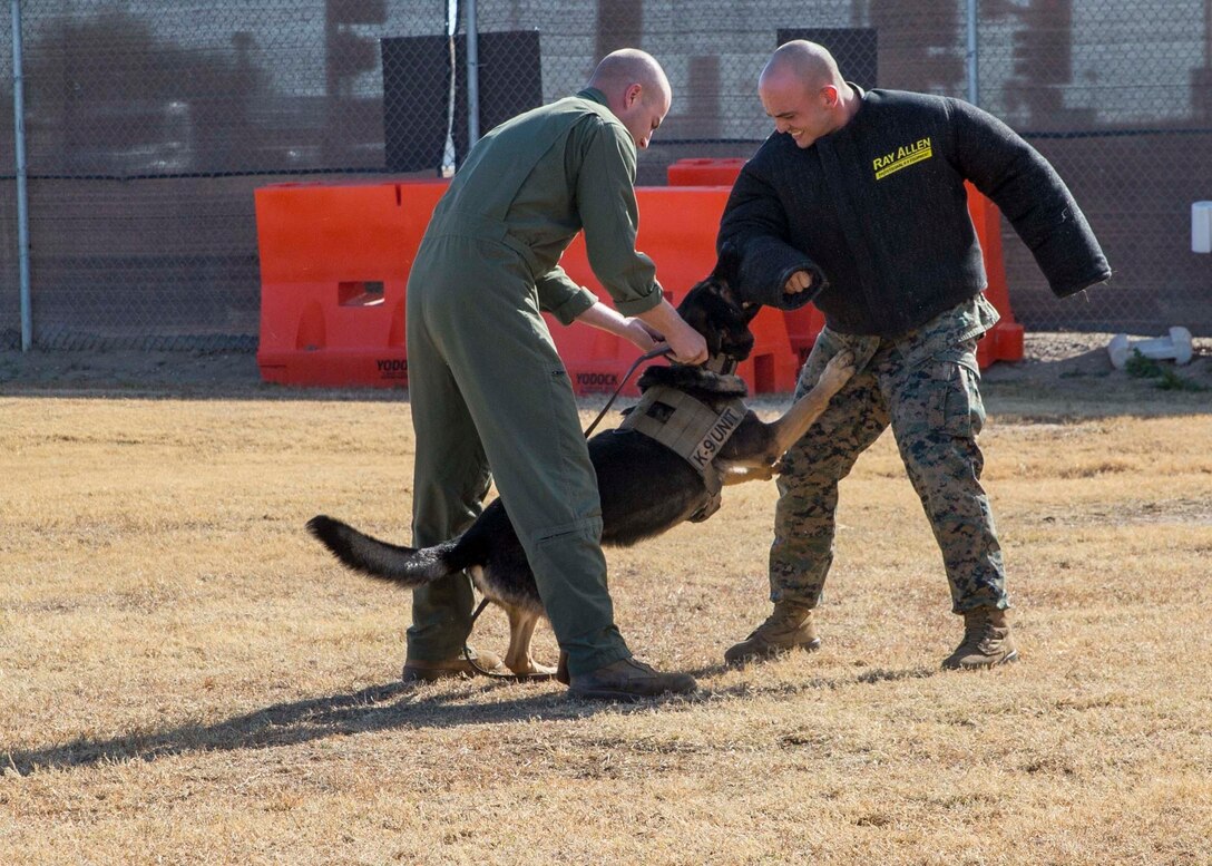 Cpl. Daryn Cherry, a military policeman with the Provost Marshal Office, reels in military working dog, Bandi, during simulated aggressor training at the K-9 training compound aboard Marine Corps Air Station Yuma, Ariz., Thursday, Jan. 14, 2016. (U.S. Marine Corps photo by Cpl. Reba James)