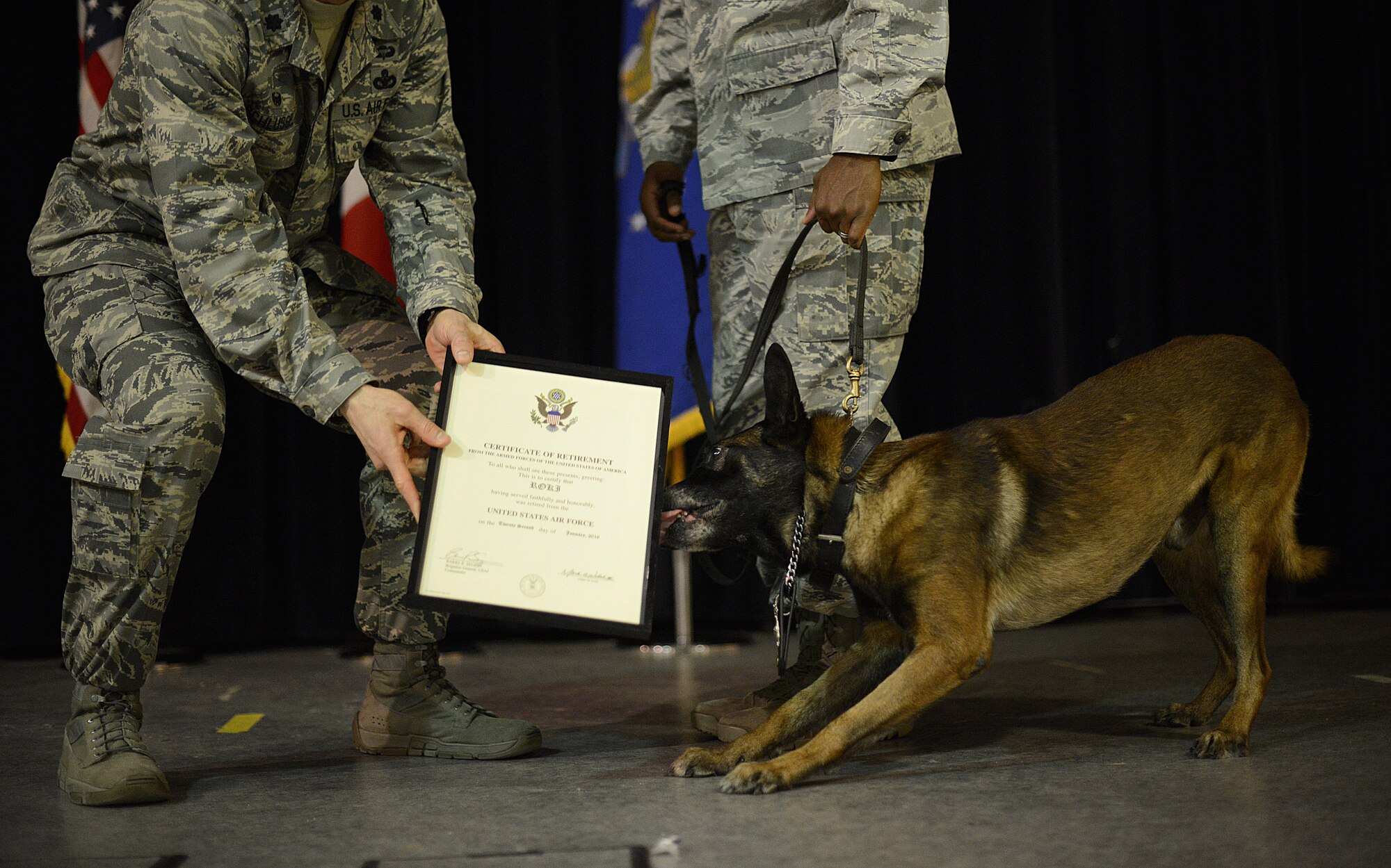Roki, 31st Security Forces Squadron military working dog, licks his retirement certificate during an MWD retirement ceremony Jan. 22, 2016, at Aviano Air Base, Italy.  Soma, Treesje and Roki retired from service, received a certificate and were adopted into a new family. Department of Defense MWD’s are trained at Lackland Air Force Base in San Antonio, Texas. (U.S. Air Force by Staff Sgt. Evelyn Chavez)