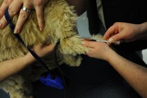 A veterinarian draws blood from Sadie for a lab test, Jan. 26, 2016, at McConnell Air Force Base, Kan. Dog blood tests indicate the amount of red and white blood cells, if there may be an infection or even cancer. (U.S. Air Force photo/Airman 1st Class Christopher Thornbury)