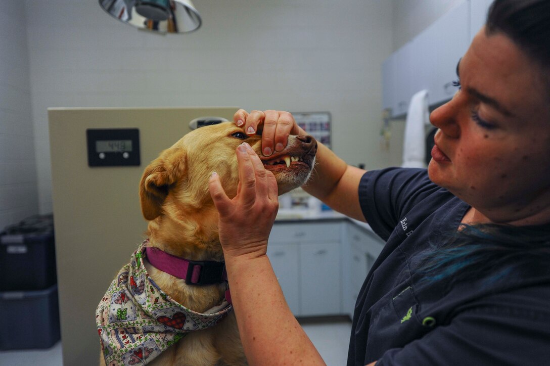 Dr. Erin Hiskett, McConnell Veterinary Clinic veterinarian, checks Nella’s gums and teeth, Jan. 26, 2015, at McConnell Air Force Base, Kan. During a yearly check-up, the vet clinic checks a pet’s heartbeat, respiratory system, eyes and ears to ensure they are healthy. (U.S. Air Force photo/Airman 1st Class Christopher Thornbury)