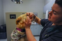 Dr. Erin Hiskett, McConnell Veterinary Clinic veterinarian, checks Nella’s gums and teeth, Jan. 26, 2015, at McConnell Air Force Base, Kan. During a yearly check-up, the vet clinic checks a pet’s heartbeat, respiratory system, eyes and ears to ensure they are healthy. (U.S. Air Force photo/Airman 1st Class Christopher Thornbury)