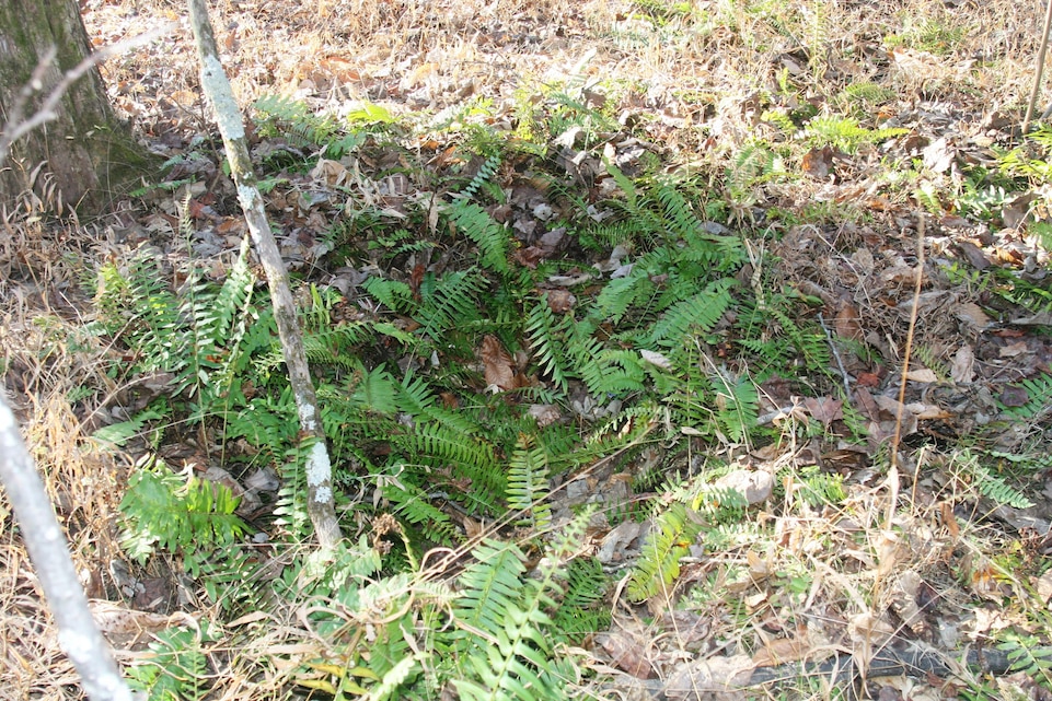 Ferns grow in hollows made in the ground by collapsed coffins. This is all that remains of the Trenis family cemetery near the ruins of their house, Landsdown, located on what is now the west side of Marine Corps Base Quantico.