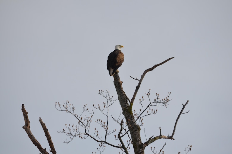 A bald eagle looks out over the base, keeping watch on Monday, as the base digs itself out from the winter storm.