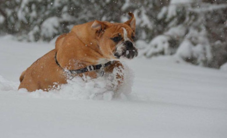 Molly Jane's pup is loving it up in Base housing! — with Steve Hoffman.