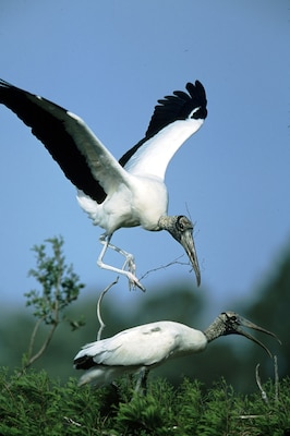 An endangered wood stork comes in for a landing at Pinckney Island National Wildlife Refuge in South Carolina.