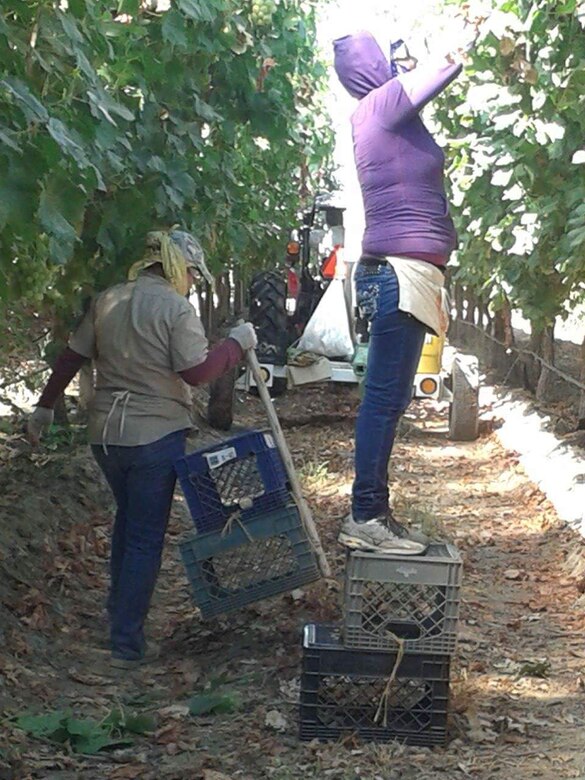 New Cumberland, Pennsylvania — U.S. Marine Corps Sgt. Hortencia H. Magana (left), and her cousin, Yolanda Fernandez, pick grapes during the summer of 2006 in Delano, Calif. “We wore a lot of clothing to protect against pesticides and sunburn and any other chemicals that were being sprayed,” said Magana, an administrative specialist currently serving at Recruiting Station Harrisburg, Penn. “It was hard handling the heat with all the layers on. There was no way around it, and you just had to suck it up and make sure you drank a lot of water.” (Courtesy photo provided by Sgt. Hortencia H. Magana/Released)