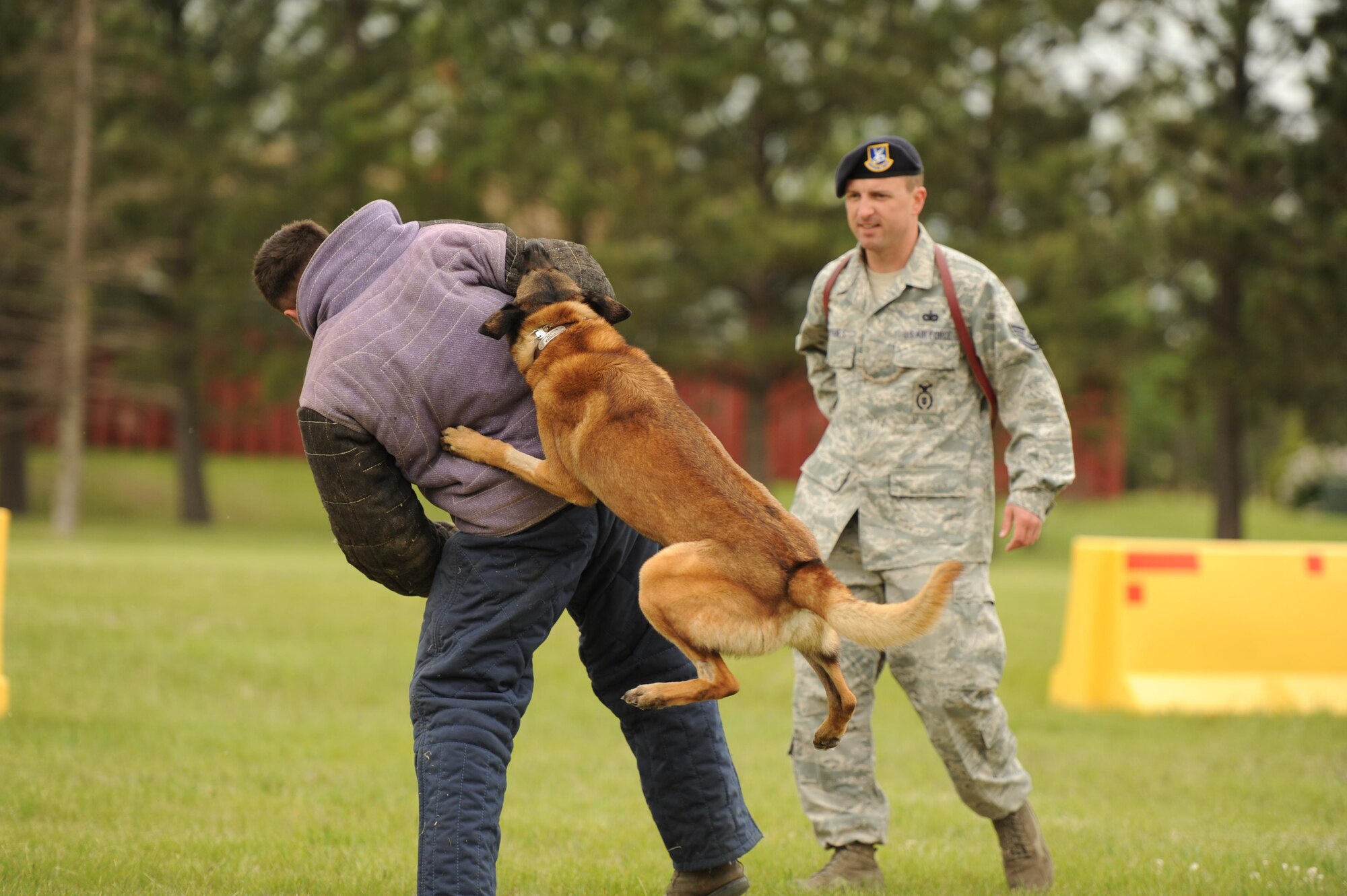 CAVALIER AIR FORCE STATION, N.D. – Zumba, 319th Security Forces Squadron Military Working Dog, tears into Staff Sgt. Richard Lyn, 319th SFS MWD trainer, on Cavalier Air Force Station, N.D., June 11, 2016.  The 319th SFS MWD Unit provided the demonstration during the Cavalier AFS open house. (U.S. Air Force photo by Senior Airman Ryan Sparks)