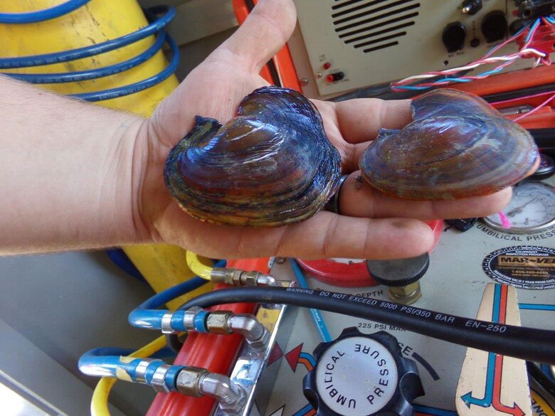 Inflated Heelsplitter Mussels collected as a sample set during the dive.