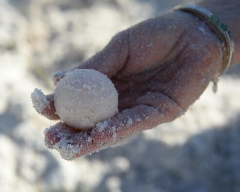 Danielle Bumgardner, 325th Civil Engineering Squadron Environmental Flight biologist, displays a turtle egg out of a freshly dug nest at Tyndall Air Force Base, Fla., June 22, 2016. Sea turtles nest on Tyndall beaches from May through August, with the peak season in June and July. (U.S. Air Force photo by Airman 1st Class Cody R. Miller/Released)