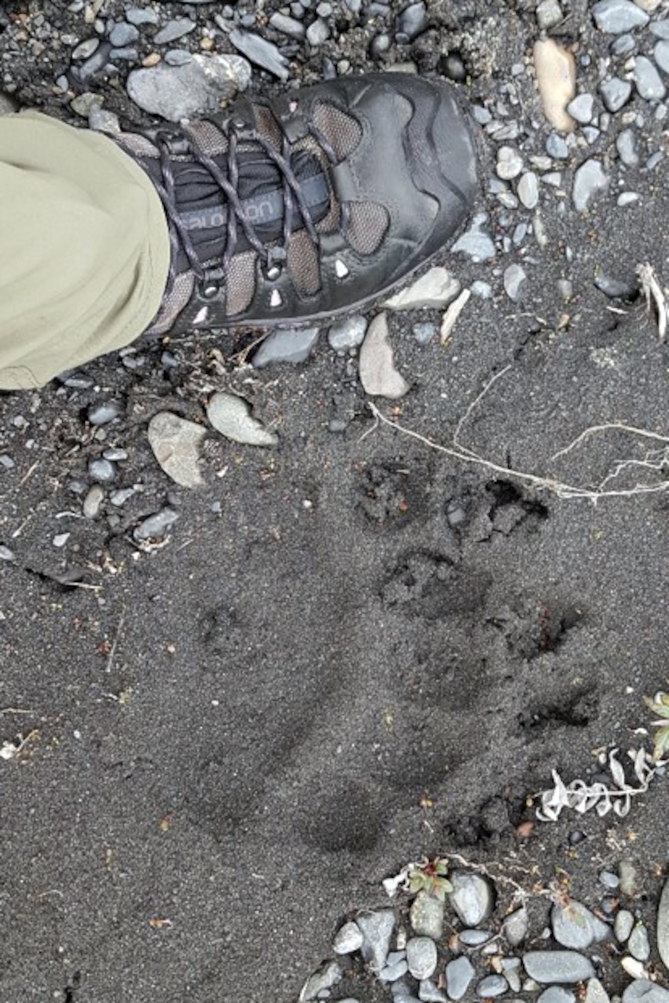 When hiking or camping, if you see bear tracks or bear scat, change your path of travel, said Erica McDaniel, a recreation specialist and bear-awareness class instructor with the Outdoor Adventure Program. Make lots of noise as you hike. Project your voice by either singing or talking loudly. Bears are naturally shy creatures and are not going to come toward you if you’re making noise. (Courtesy photo)