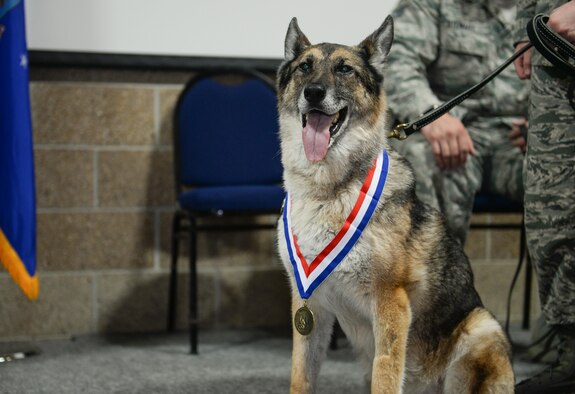 Military working dog Ada, previously assigned to the 55th Security Forces Squadron at Offutt Air Force Base, Neb., wears the Military Working Dog Service Award presented to her at her retirement ceremony June 28, 2016. Ada is being retired at the age of 10, and adopted by her handler. (U.S. Air Force photo/Zach Hada)