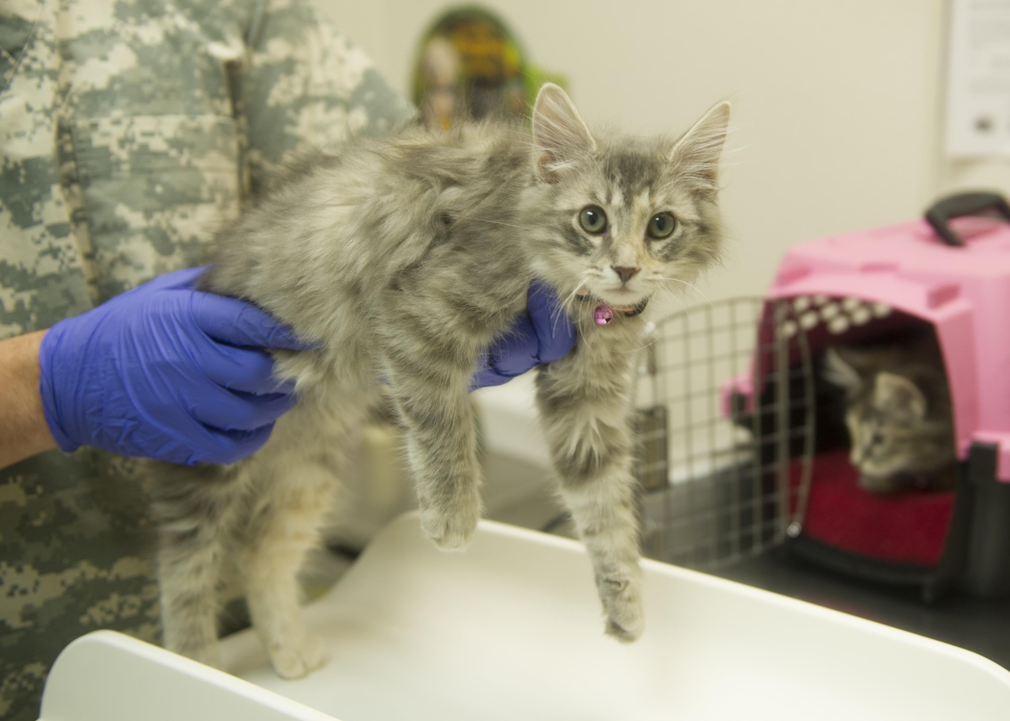 Aurora, a military pet at Holloman Air Force Base, is getting a check up at the Holloman Veterinary Treatment Facility on June 29. Pets that are moving overseas are required to meet all the specific requirements of that country. The most important thing to do for the animal is to notify the Holloman Veterinary Treatment Facility. (U.S. Air Force photo by Staff Sgt. E’Lysia A. Wray)