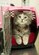 Nebula, a military pet at Holloman Air Force Base, waits in her carrier, to be seen by the Veterinarian at the Holloman Veterinary Treatment Facility on June 29. Pets that are moving overseas are required to meet all the specific requirements of that country. The most important thing to do for the animal is to notify the Holloman Veterinary Treatment Facility. (U.S. Air Force photo by Staff Sgt. E’Lysia A. Wray)