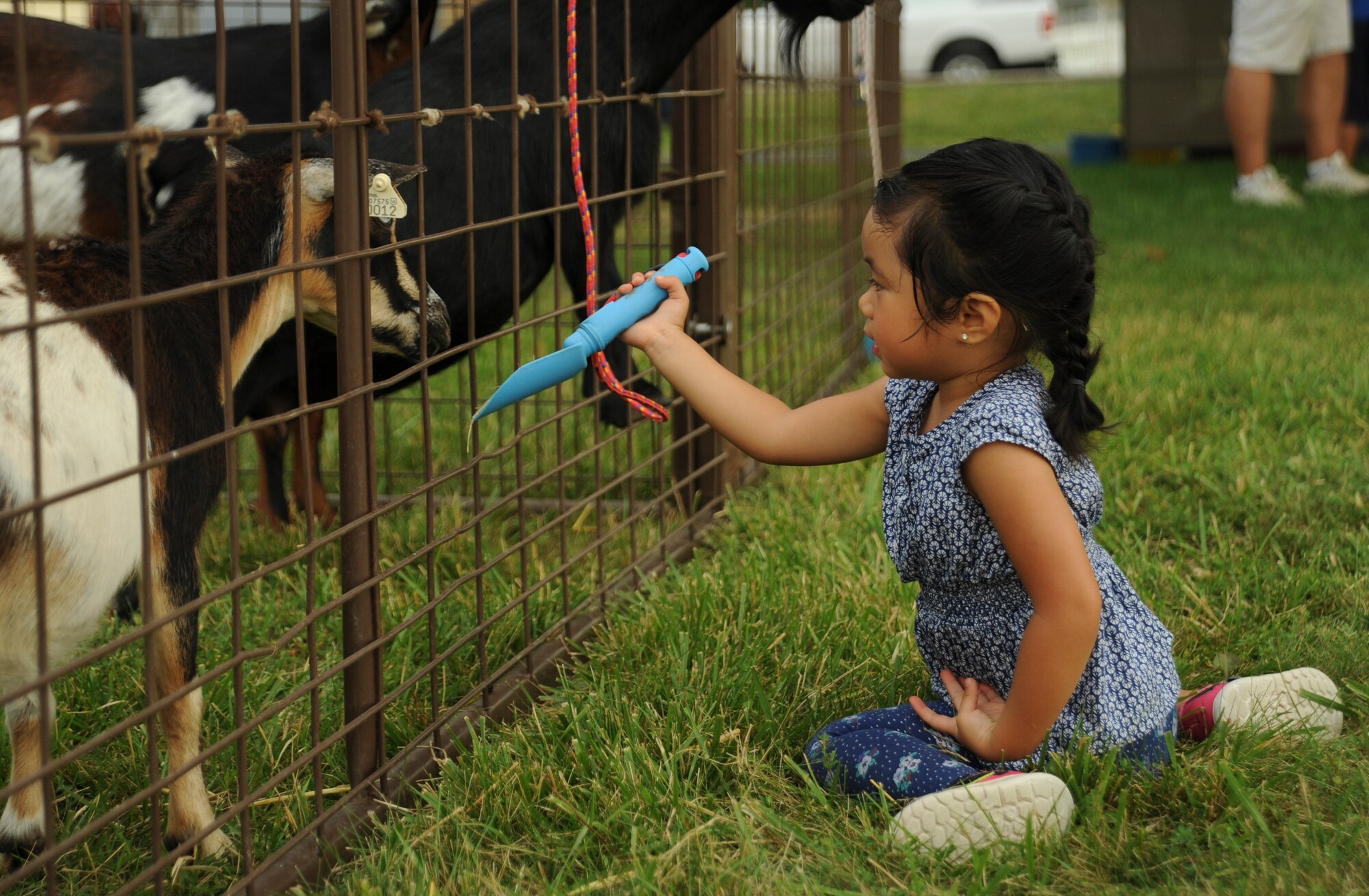 Meredith, daughter of Tech Sgt. Jaime Conui who is assigned to the 509th Maintenance Squadron, offers food to a goat during the Independence Day Celebration at Whiteman Air Force Base, Mo., June 30, 2016. Youth had the opportunity to get up close to farm animals, walk through a bird exhibit and ride a pony at the event. (U.S. Air Force photo by Senior Airman Danielle Quilla)