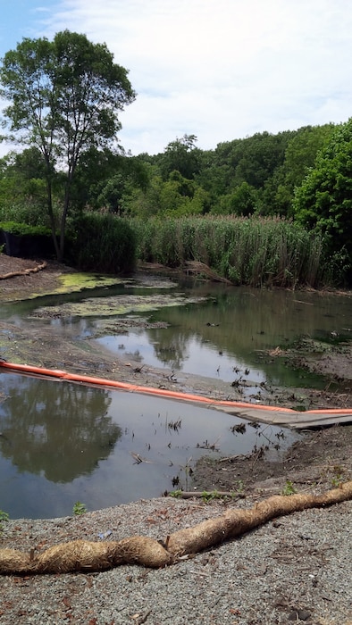 Edge of the cleared phragmites line is the approximate location of the Flow Restriction Control Structure (FRCS) – about 100’ upstream of the existing Riverway Intake Structure – end June 2015.