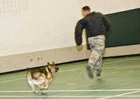 Military working dog Cyndy pursues a suspect, Staff Sgt. Stephen Nores, 5th Security Forces Squadron military working dog trainer, at the Youth Center at Minot Air Force Base, N.D., July 7, 2016. Nores wore a protective jacket to demonstrate MWD Cyndy’s ability to stop a noncompliant suspect. (U.S. Air Force photo/Airman 1st Class J.T. Armstrong)