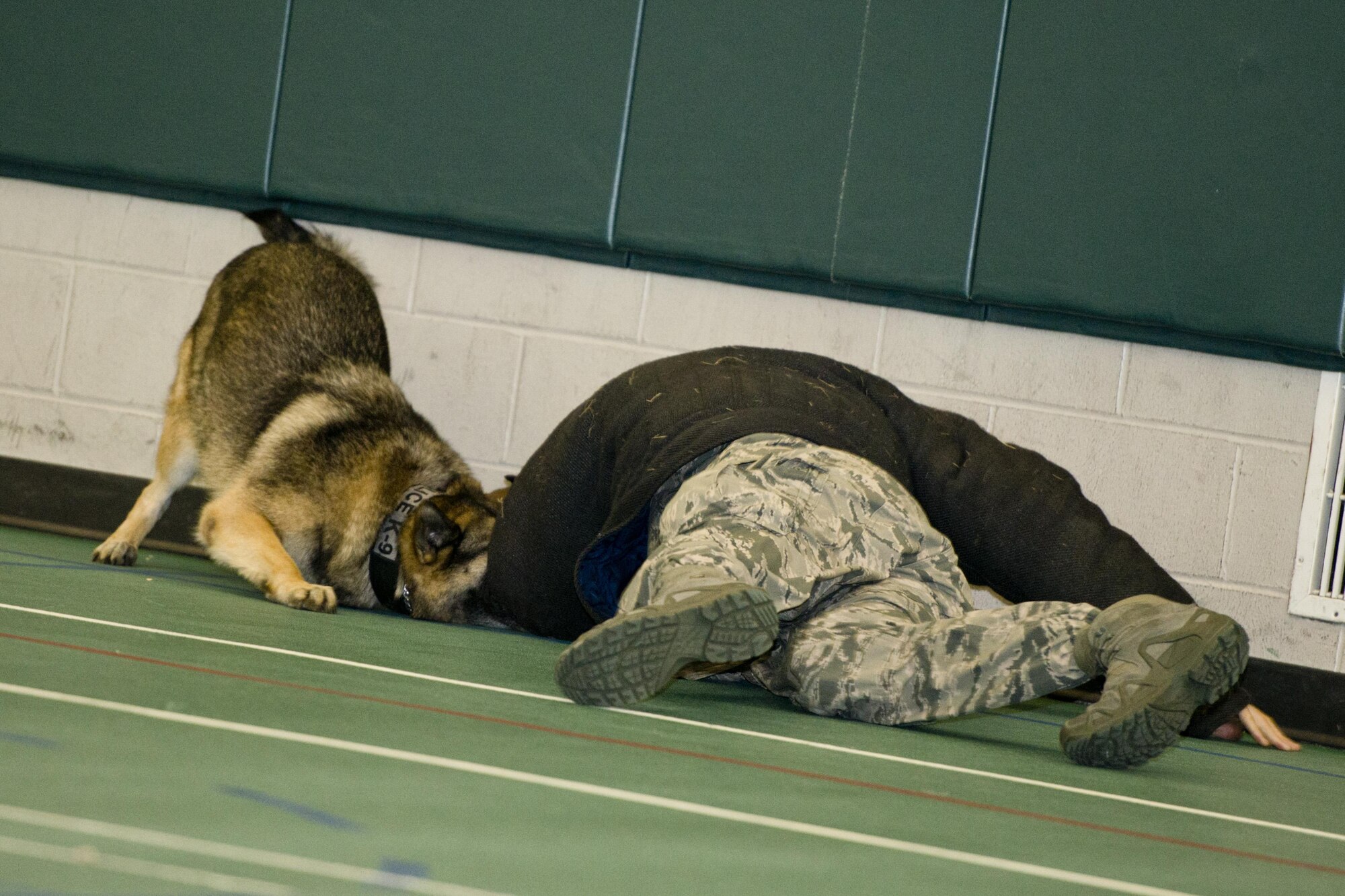Military working dog Cyndy bites and holds a suspect, Staff Sgt. Stephen Nores, 5th Security Forces Squadron military working dog trainer, to the ground during a K9 demonstration at the Youth Center at Minot Air Force Base, N.D., July 7, 2016. MWD Cyndy demonstrated the ability to hold a suspect until the handler arrives after a pursuit and attack. (U.S. Air Force photo/Airman 1st Class J.T. Armstrong)