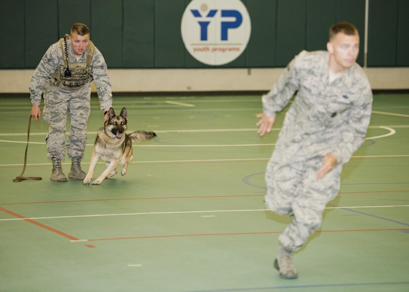 Staff Sgt. Stephen Nores, 5th Security Forces Squadron military working dog trainer, runs as Senior Airmen Dakota Willis, 5th SFS MWD hander, verbally briefs him that he will release his dog at Minot Air Force Base, N.D., July 7, 2016. Nores removed is protective jacket to demonstrate MWD Cyndy’s training to follow orders, halting a pursuit after being released by Willis. (U.S. Air Force photo/Airman 1st Class J.T. Armstrong)