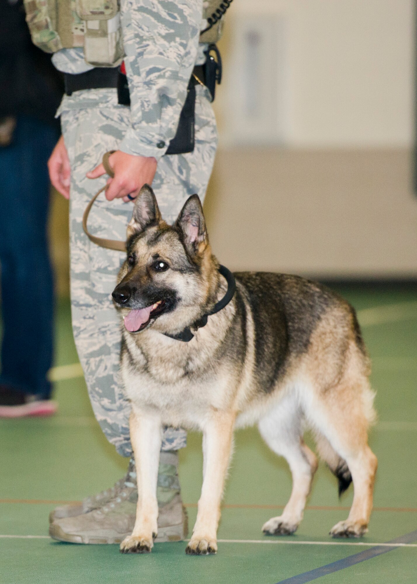 Military working dog Cyndy stands next to Senior Airman Dakota Willis, 5th Security Forces Squadron military working dog handler, at the Youth Center at Minot Air Force Base, N.D., July 7, 2016. Handlers held a question and answer session after the practical demonstration. (U.S. Air Force photo/Airman 1st Class J.T. Armstrong)