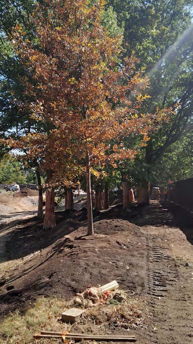 A new tree is planted as part of the bank restoration work – late September 2015.