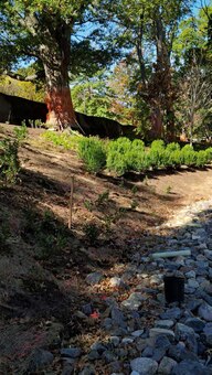 Shrubs and plants are planted as part of the bank restoration work – mid October 2015.