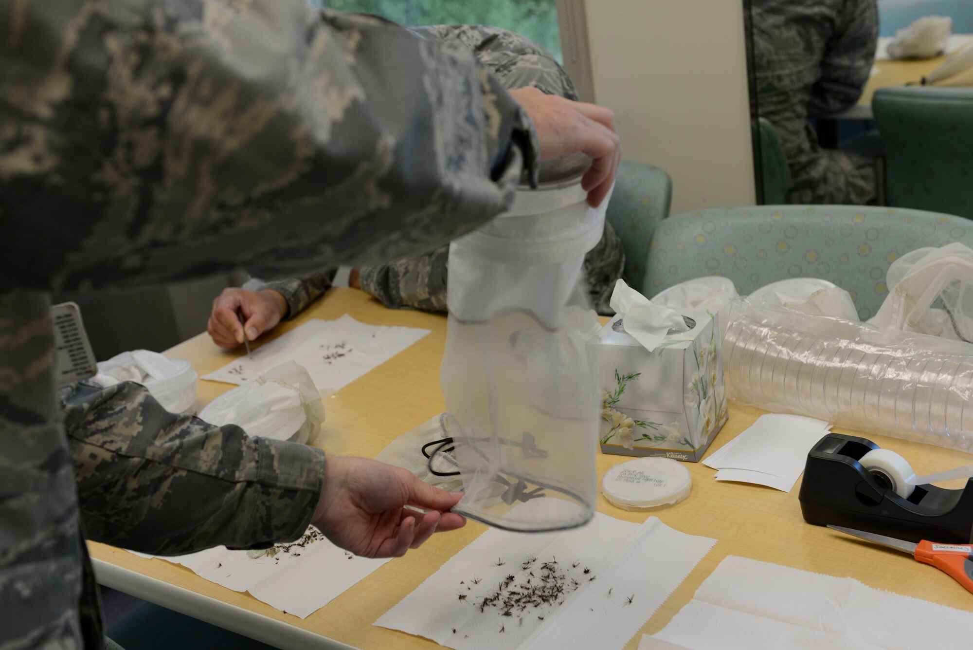 Airman 1st Class Brendan Rapp, 673d Aerospace Medical Squadron public health technician, empties a net with frozen mosquitoes at Joint Base Elmendorf-Richardson, Alaska, July 8, 2016. (U.S. Air Force photo by Airman 1st Class Valerie Monroy)