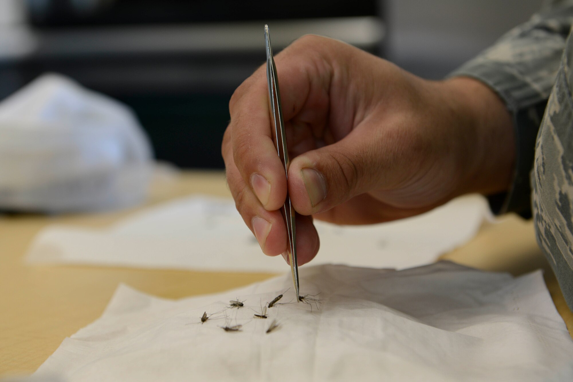 Senior Airman Marc Dennis, 673d Aerospace Medical Squadron public health technician, prepares a sample of frozen mosquitoes at Joint Base Elmendorf-Richardson, Alaska, July 8, 2016. (U.S. Air Force photo by Airman 1st Class Valerie Monroy)