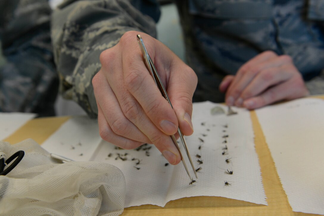 Airman 1st Class Brendan Rapp, 673d Aerospace Medical Squadron public health technician, counts frozen mosquitoes at Joint Base Elmendorf-Richardson, Alaska, July 8, 2016. According to the World Health Organization, mosquitoes are the greatest menace when it comes to disease-transmitting insects. They are responsible for several million deaths and hundreds of millions of cases every year involving malaria, dengue and yellow fever. (U.S. Air Force photo by Airman 1st Class Valerie Monroy)
