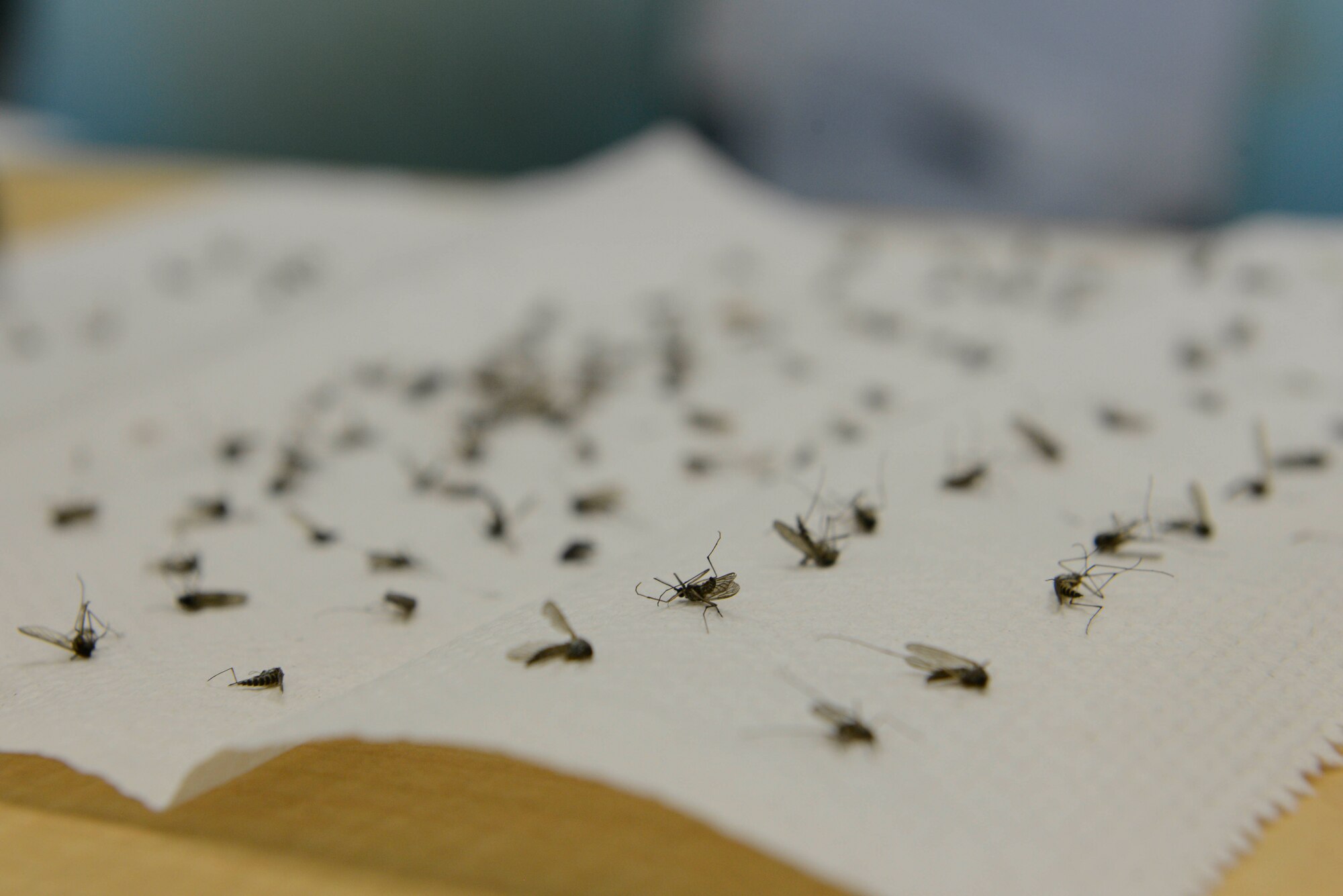 Frozen mosquitoes are counted after being trapped at Joint Base Elmendorf-Richardson, Alaska, July 8, 2016. (U.S. Air Force photo by Airman 1st Class Valerie Monroy)