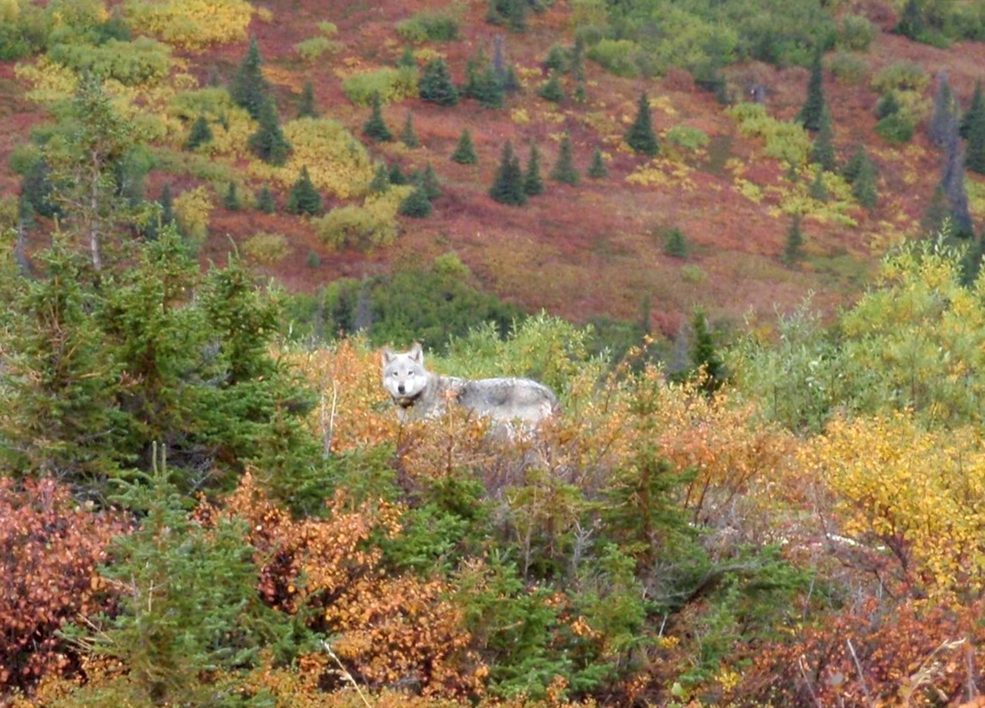A Joint Base Elmendorf-Richardson wolf stands among the brush at JBER, Alaska, September 12, 2009. According to the U.S. Fish and Wildlife Service, the gray wolf population in Alaska is 7,000 to 11,000 – compared to 5,505 in the lower 48. (Courtesy photo)