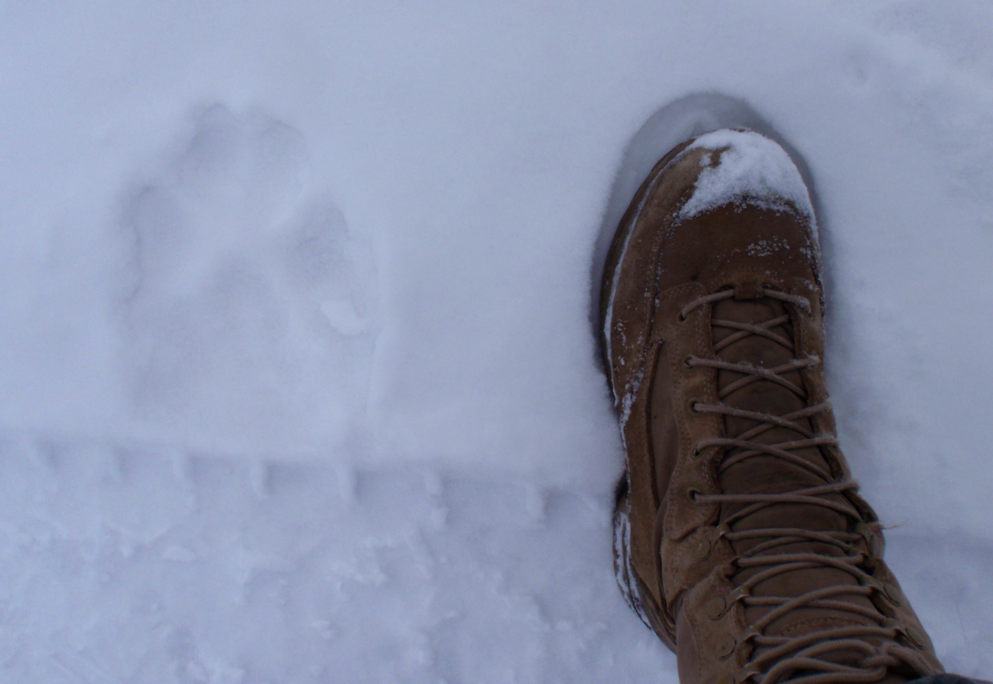A wolf paw print is compared to a size 11 boot at Joint Base Elmendorf-Richardson, Alaska, February 5, 2010. Wolves run on their toes. This lengthens their legs and makes it possible for them to run faster and turn more quickly. (Courtesy photo)