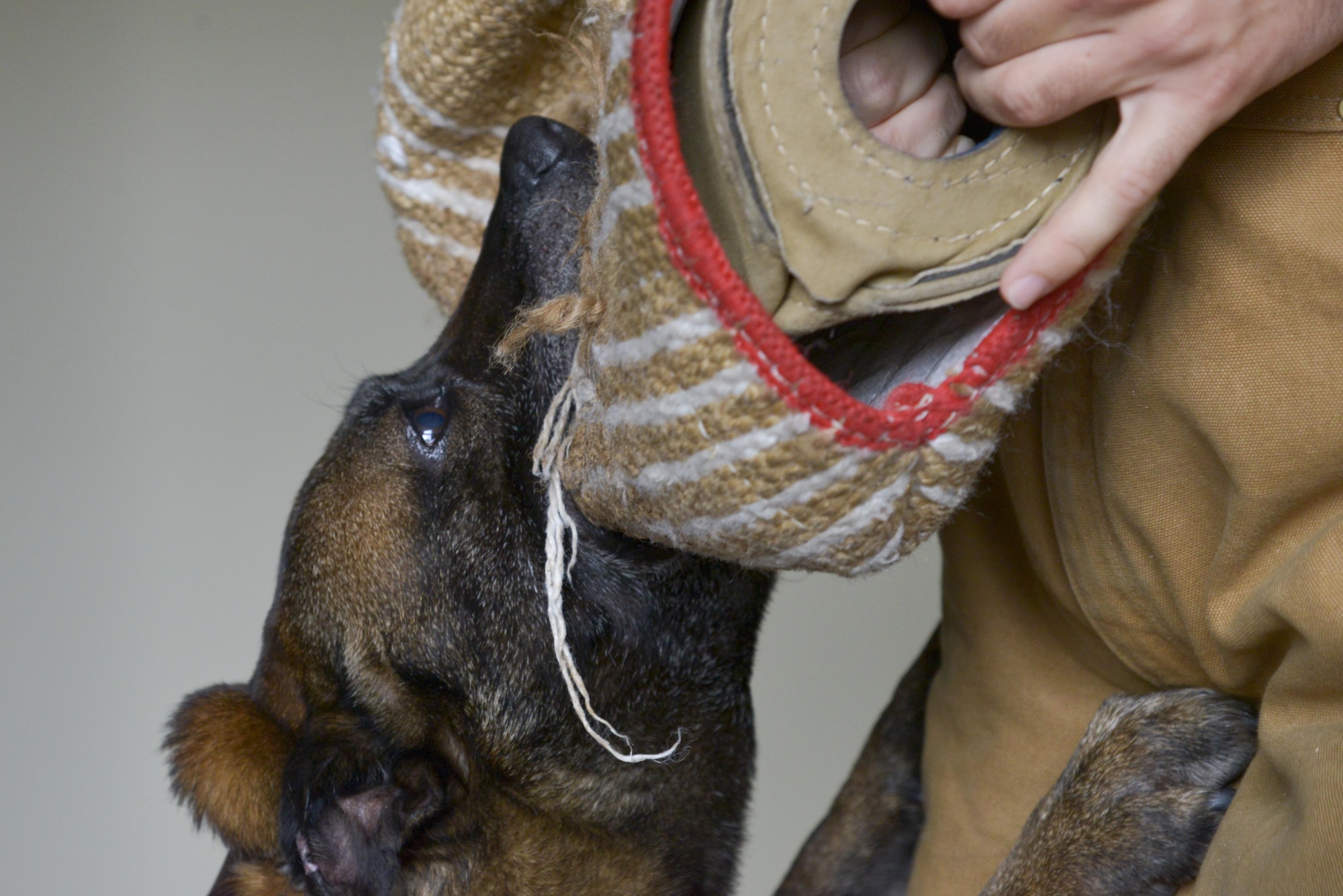 Topa, 374th Security Forces Squadron military working dog, bites down a padded arm sleeve during a building search training scenario at Yokota Air Base, Japan, July 12, 2016. The sleeve enables the dog to practice subduing suspects without endangering the handlers. (U.S. Air Force photo by Senior Airman David Owsianka/Released)