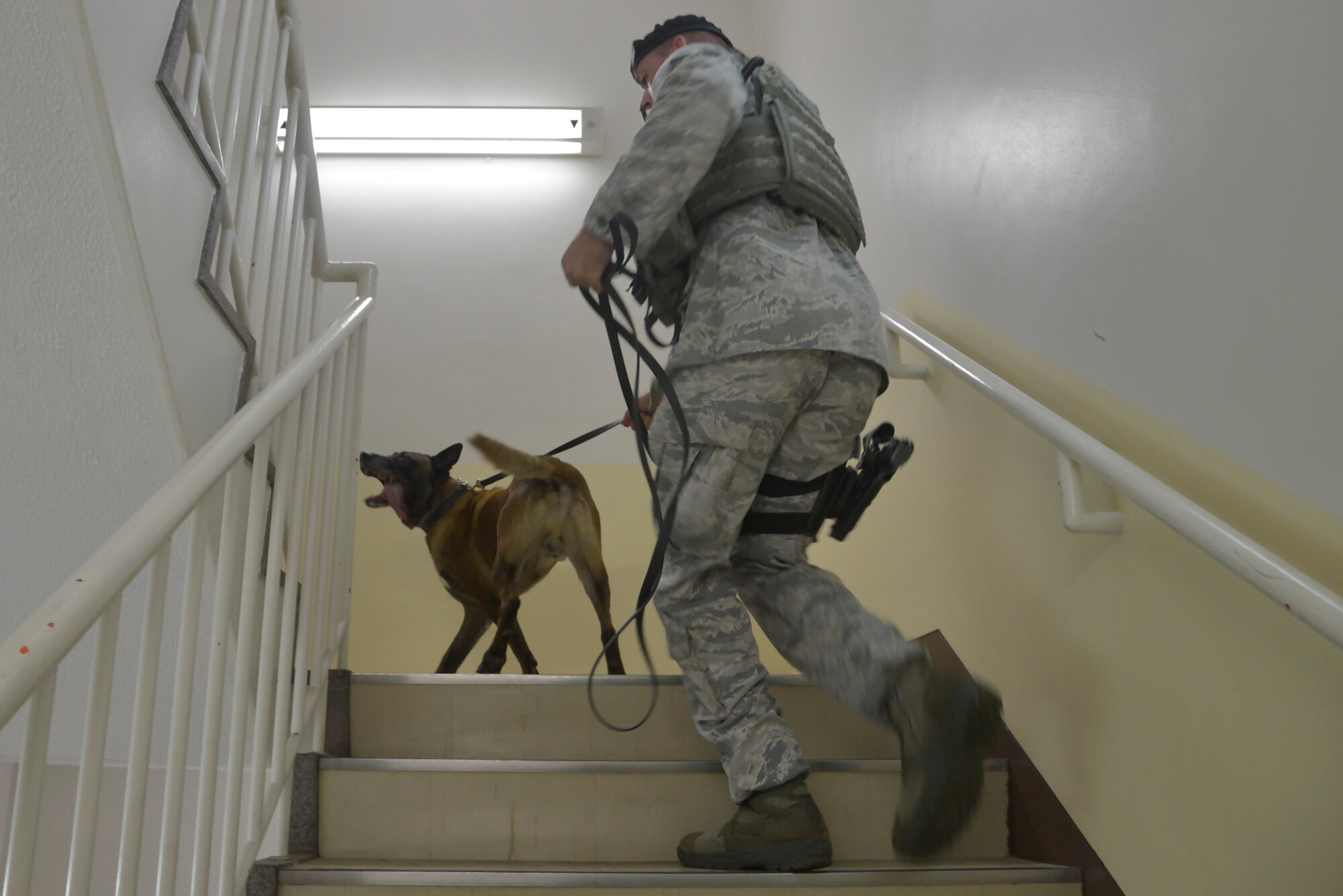 Staff Sgt. Nicholas Galbraith, 374th Security Forces Squadron military working dog handler, and Topa, 374 SFS MWD, search an apartment building during a training scenario at Yokota Air Base, Japan, July 12, 2016. The MWDs use their sense of smell to help handlers track suspects in addition to identifying hazardous or illegal substances. (U.S. Air Force photo by Senior Airman David Owsianka/Released)