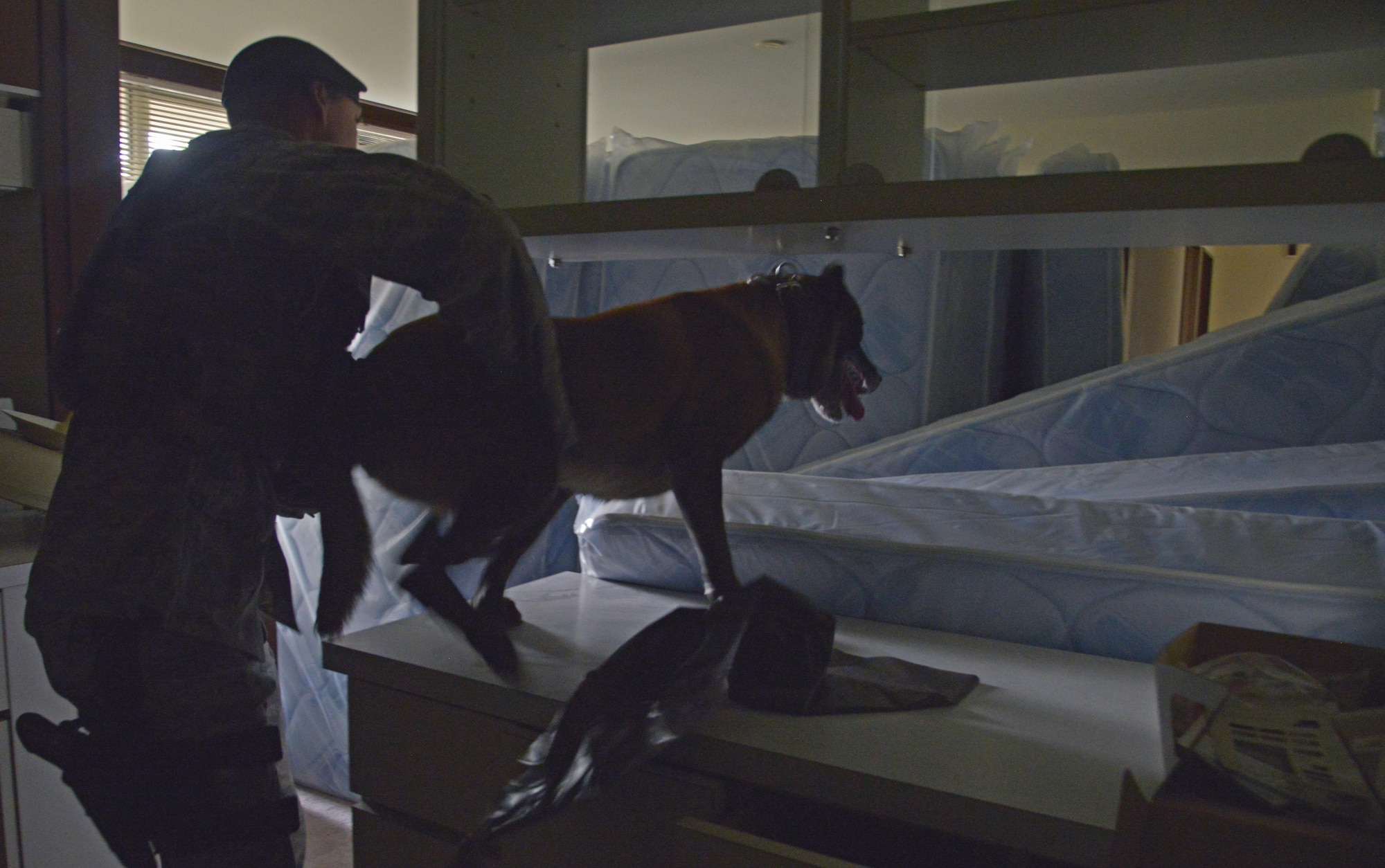 Staff Sgt. Nicholas Galbraith, 374th Security Forces Squadron military working dog handler, helps Topa, 374 SFS MWD, get onto beds to get to a suspect during a training scenario at Yokota Air Base, Japan, July 12, 2016. The beds were used to test Topa's ability to react to apprehending a suspect with obstacles in the way. (U.S. Air Force photo by Senior Airman David Owsianka/Released)