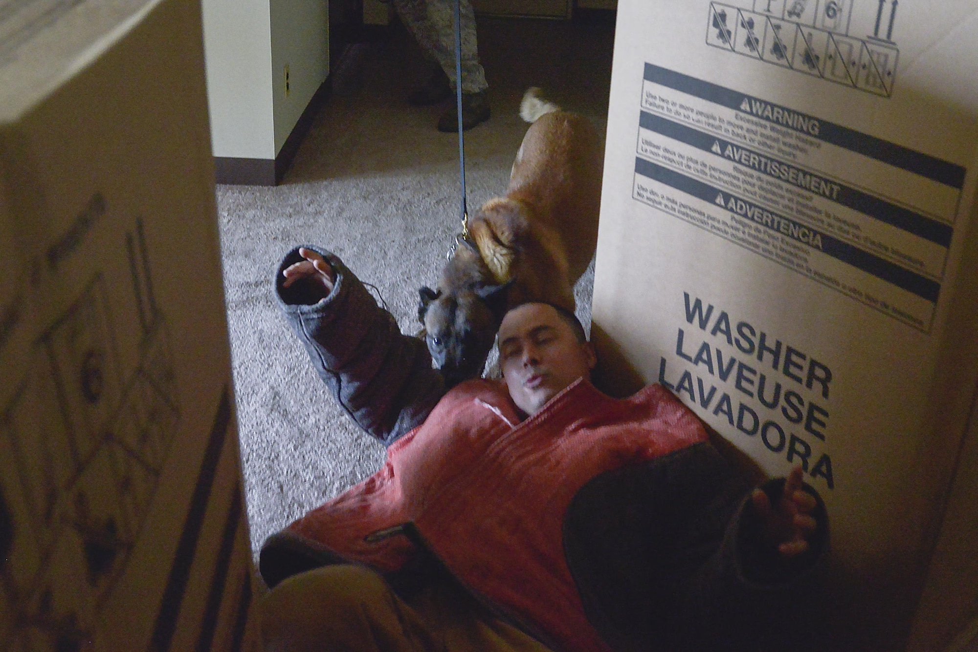 Topa, 374th Security Forces Squadron military working dog, drags Staff Sgt. Daniel De Leon, 374 SFS MWD trainer, from his hiding spot during a training scenario at Yokota Air Base, Japan, July 12, 2016. The boxes were used to test Topa's ability to react to apprehending a suspect with obstacles in the way. (U.S. Air Force photo by Senior Airman David Owsianka/Released)