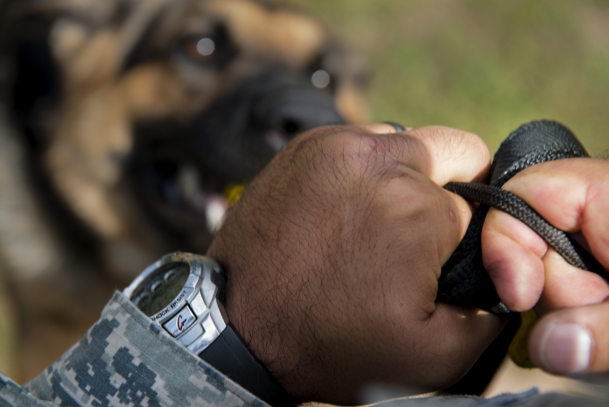 Staff Sgt. Bernardo Cotes, 86th Security Forces Squadron military working dog trainer, plays with Rogo, 86th SFS MWD in training, July 12, 2016, at Ramstein Air Base, Germany. Cortes has been working with Rogo during a 90-day trial period to see if Rogo has what it takes to be a MWD. (U.S. Air Force photo/Airman 1st Class Tryphena Mayhugh)