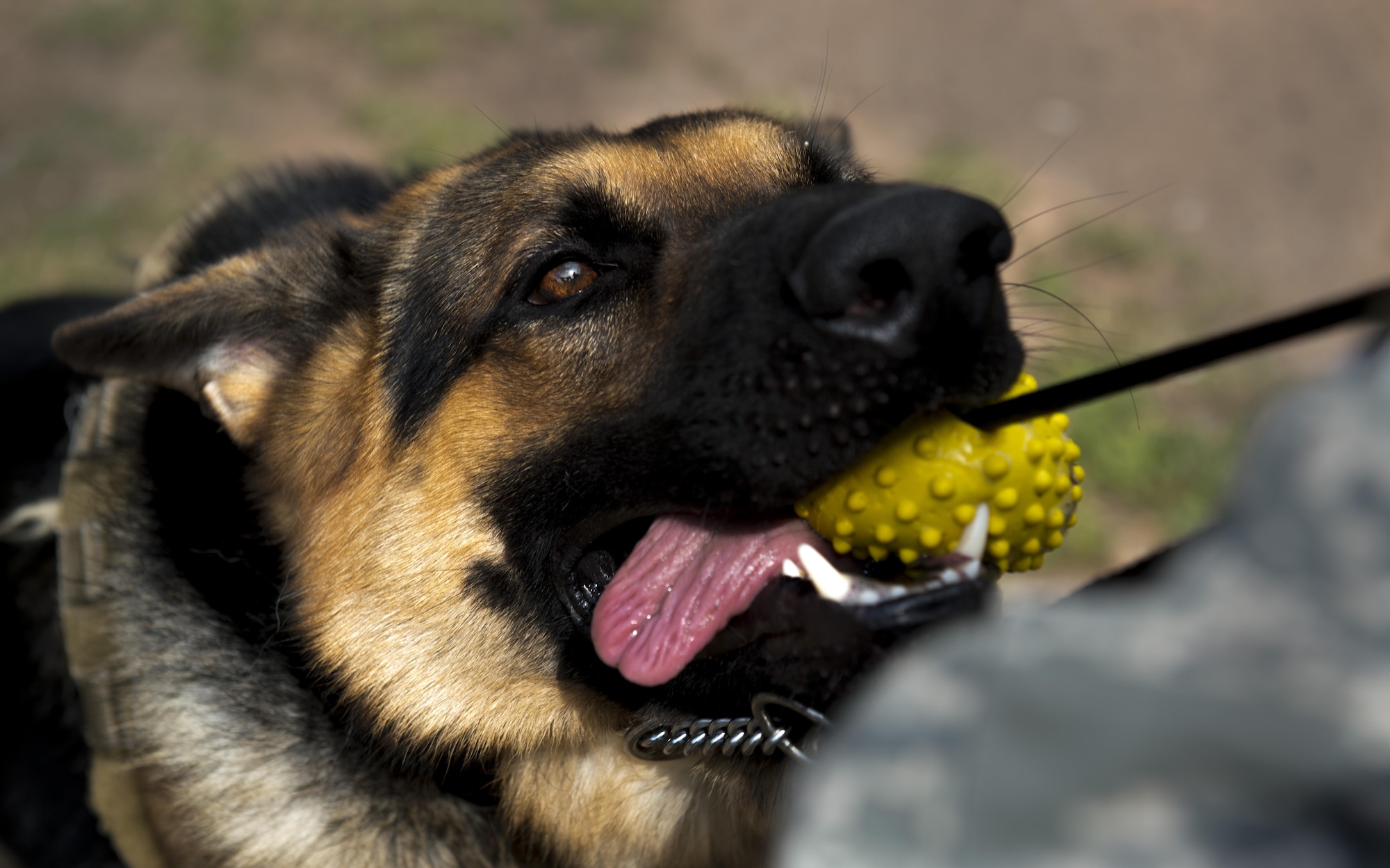 Rogo, 86th Security Forces Squadron military working dog in training, pulls on a toy July 12, 2016, at Ramstein Air Base, Germany. Rogo arrived at Ramstein on June 29 from training and must undergo a 90-day trial period to ensure he has what it takes to be an MWD. (U.S. Air Force photo/Airman 1st Class Tryphena Mayhugh)