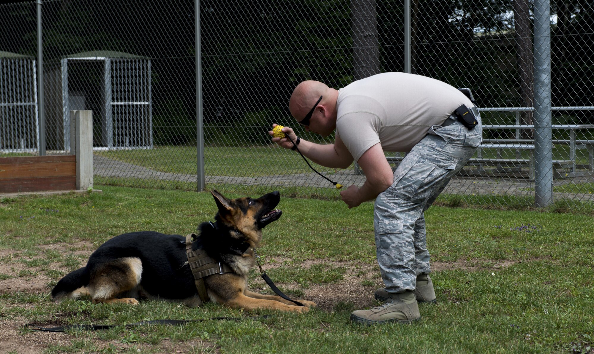 Staff Sgt. Lance Oakes, 86th Security Forces Squadron military working dog trainer supervisor, holds up a ball for Rogo, 86th SFS MWD in training, July 12, 2016, at Ramstein Air Base, Germany. Rogo arrived at Ramstein on June 29 straight out of training, and must undergo a 90-day trial period to ensure he has what it takes to be an MWD. (U.S. Air Force photo/Airman 1st Class Tryphena Mayhugh)
