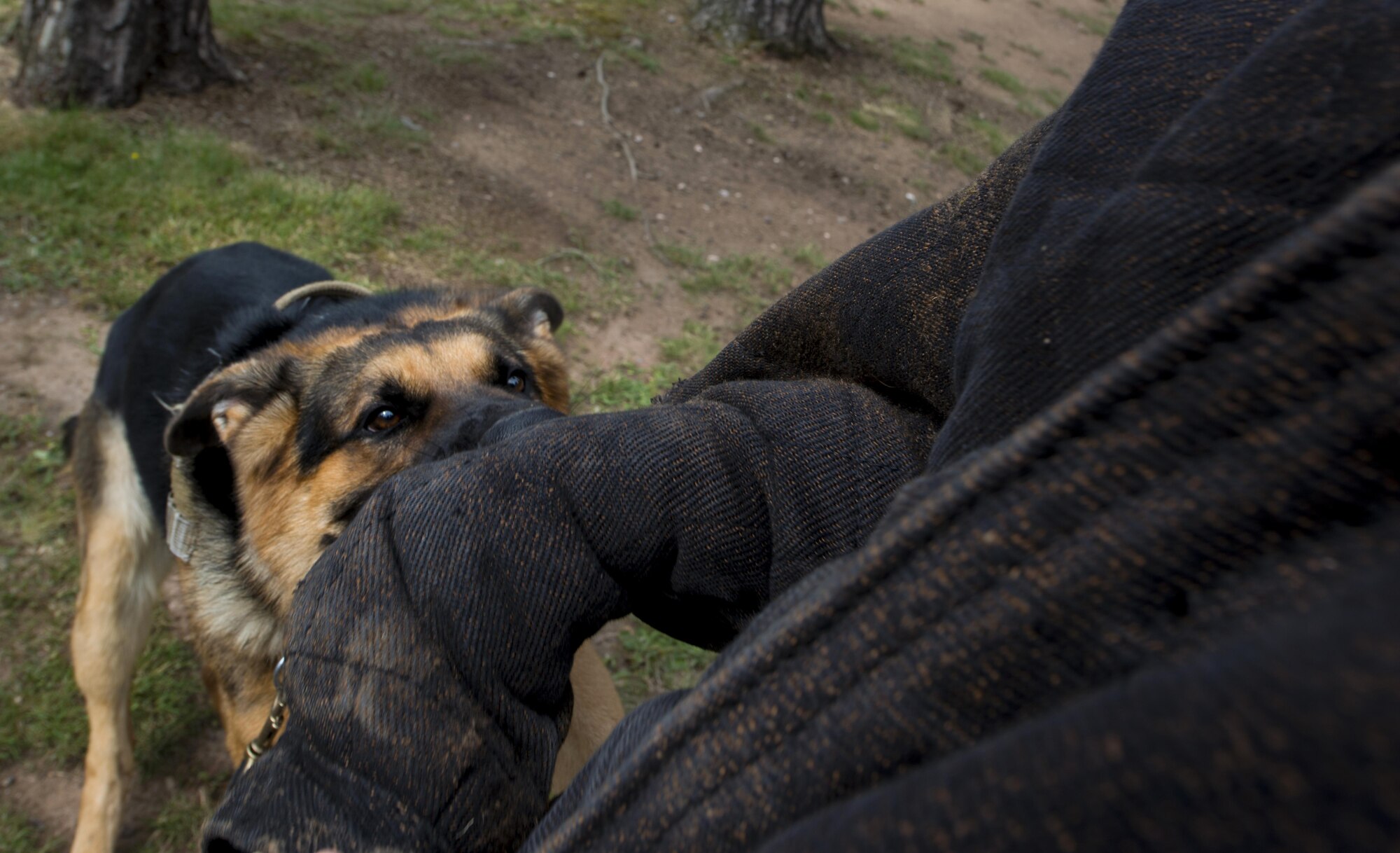 Rogo, 86th Security Forces Squadron military working dog in training, attacks a “perpetrator” July 12, 2016, at Ramstein Air Base, Germany. Rogo underwent extensive basic training at Lackland Air Force Base, Texas and arrived at Ramstein on June 29. Rogo has a 90-day trial period before he will officially be a MWD. (U.S. Air Force photo/Airman 1st Class Tryphena Mayhugh).