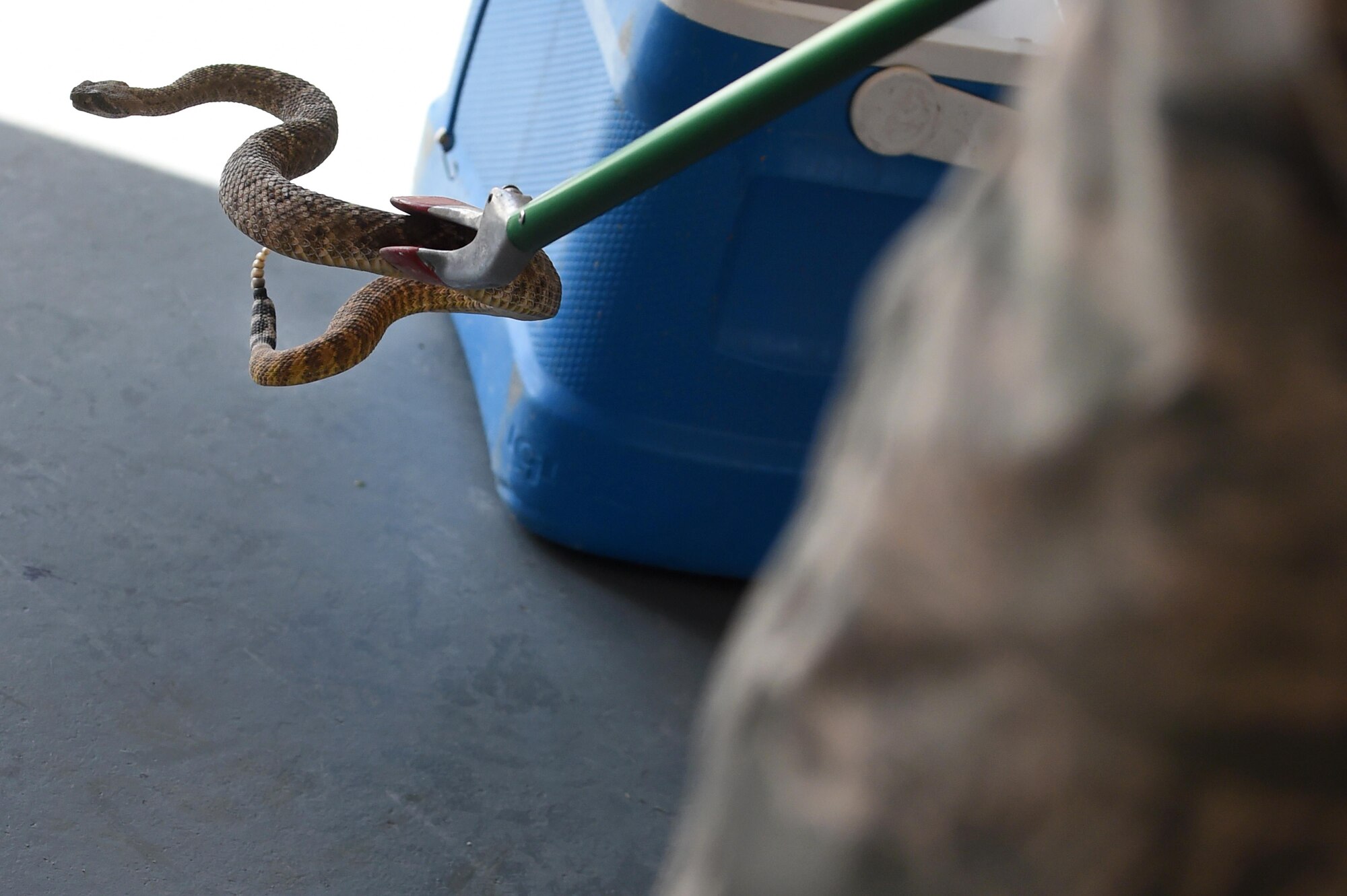 Airman 1st Class James, a 49th Civil Engineer Squadron pest management specialist, handles a venomous rattlesnake with tongs at Holloman Air Force Base, N.M., on July 6. Upon arrival at Holloman, pest management personnel complete rattlesnake training to master the proper techniques of using special tools to capture and subsequently release a snake. (Last names are being withheld due to operational requirements. U.S. Air Force photo by Staff Sgt. Eboni Prince)